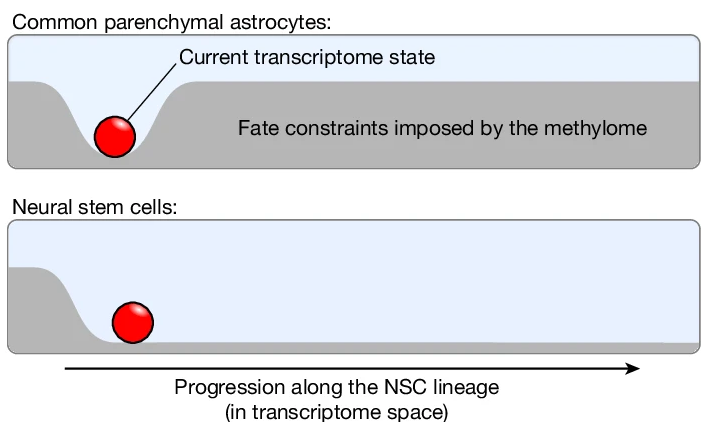 methylome.png